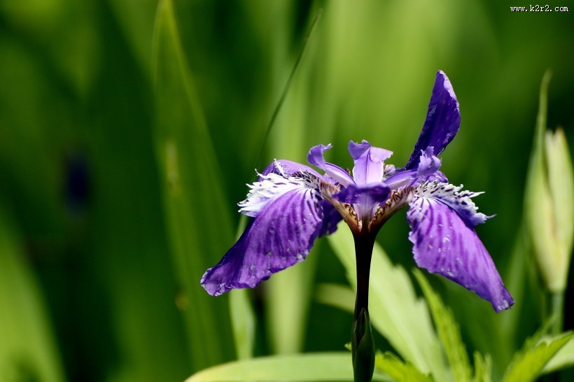 紫色鸢尾图片