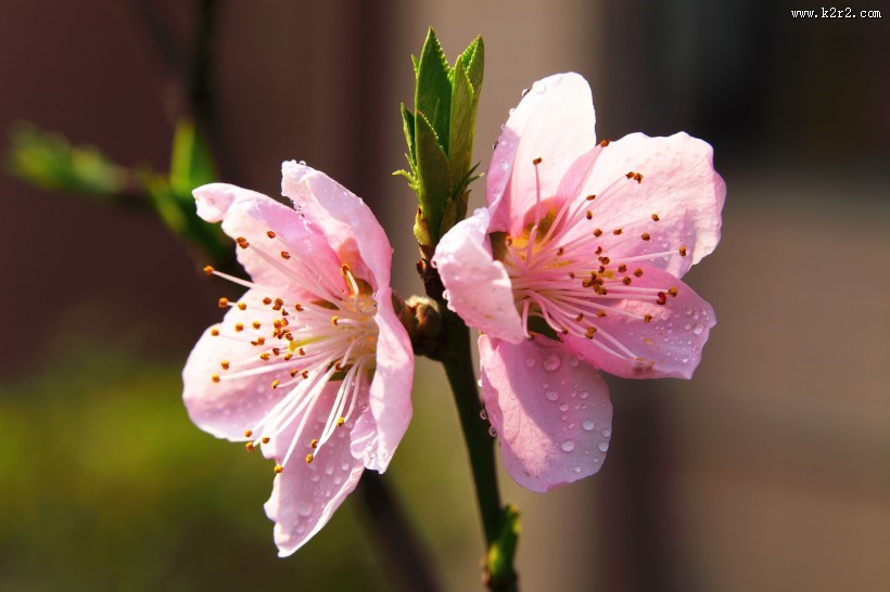 粉红色桃花图片