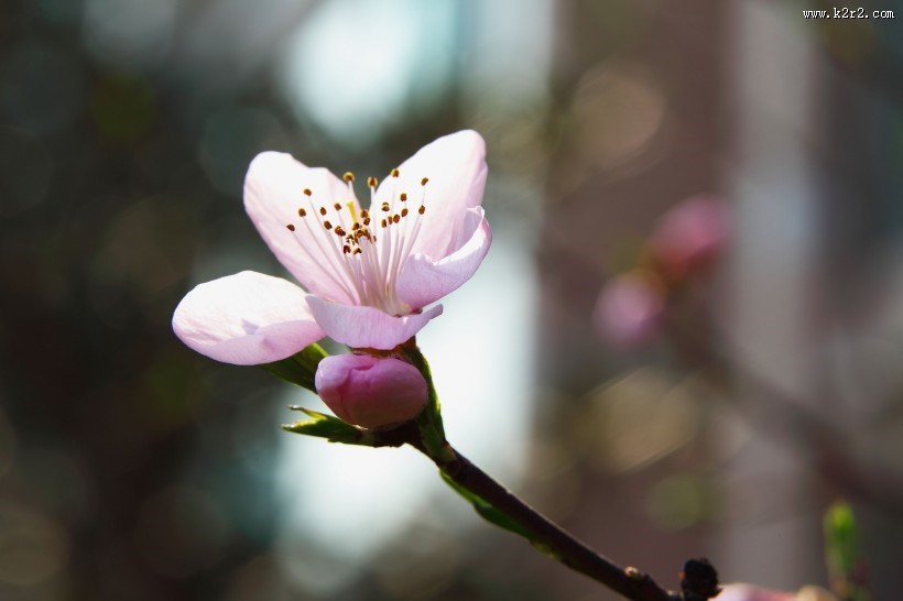 粉红色桃花图片