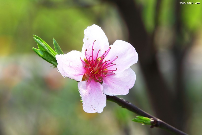 粉红色桃花图片