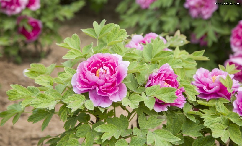 洛阳牡丹图片