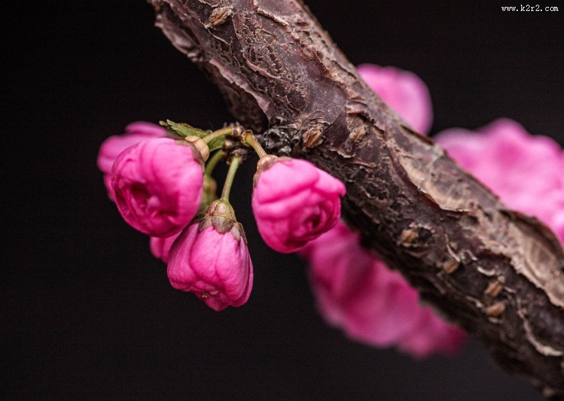 漂亮粉红色的桃花图片大全