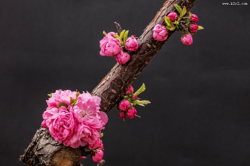 漂亮粉红色的桃花图片大全