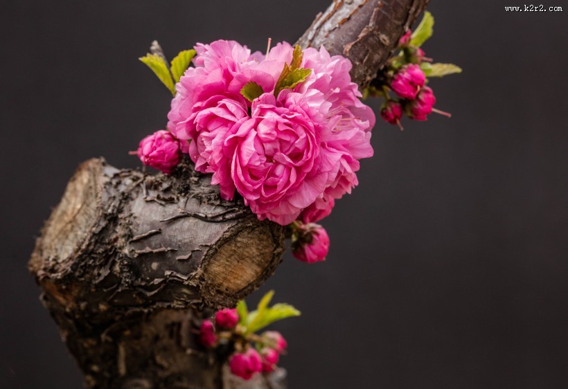 漂亮粉红色的桃花图片大全