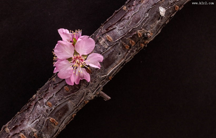 漂亮粉红色的桃花图片大全