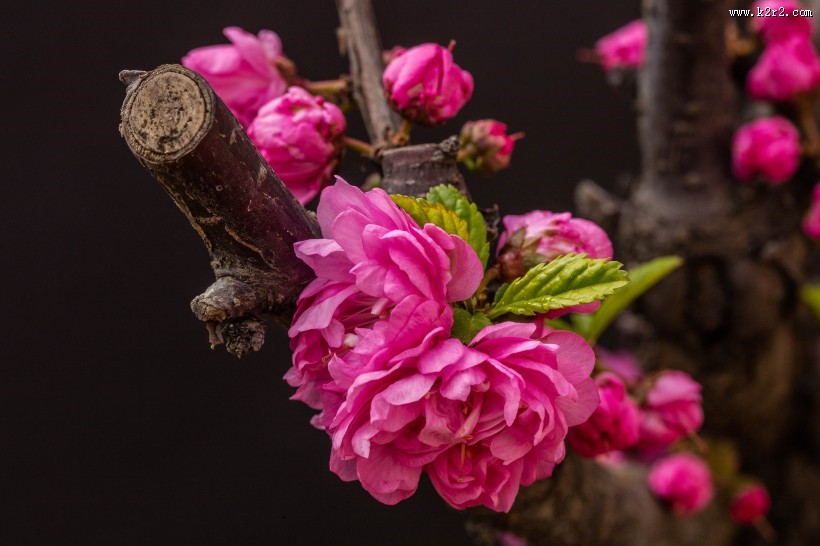 漂亮粉红色的桃花图片大全