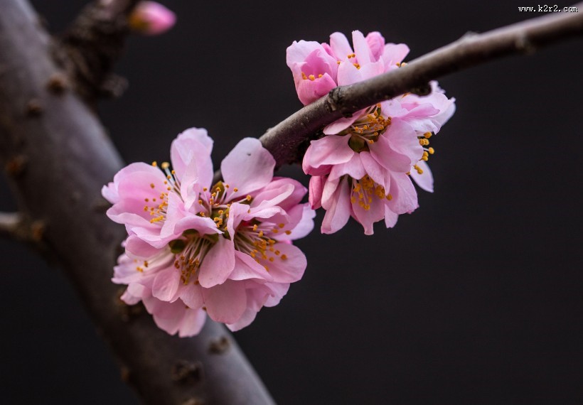 漂亮粉红色的桃花图片大全