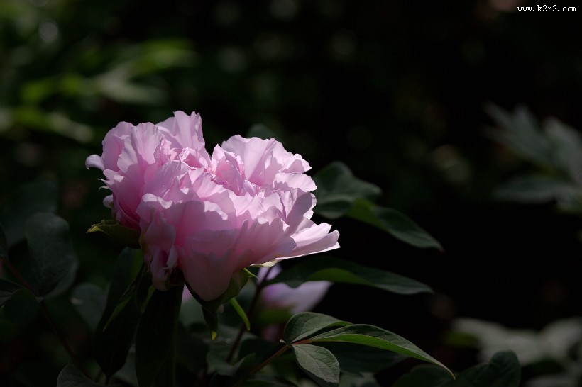 牡丹花图片大全