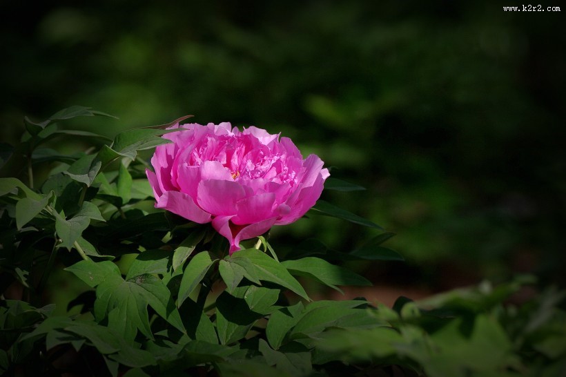 牡丹花图片大全