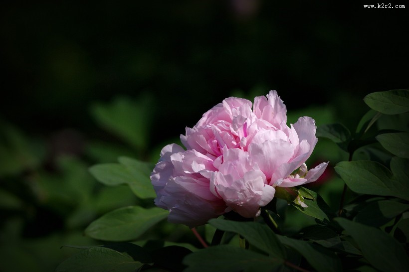 牡丹花图片大全