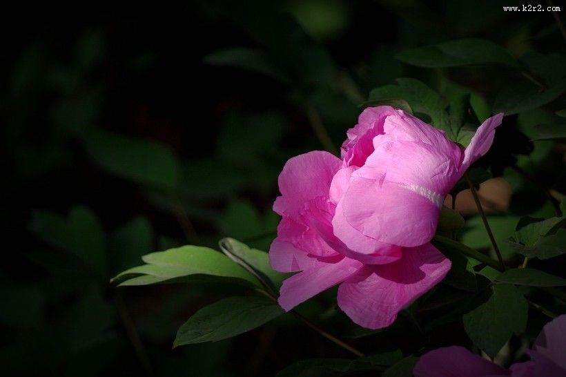 牡丹花图片大全