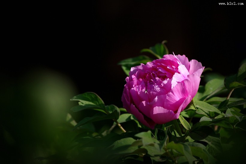 牡丹花图片大全