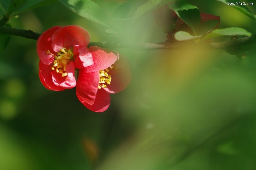 火红的贴梗海棠图片大全