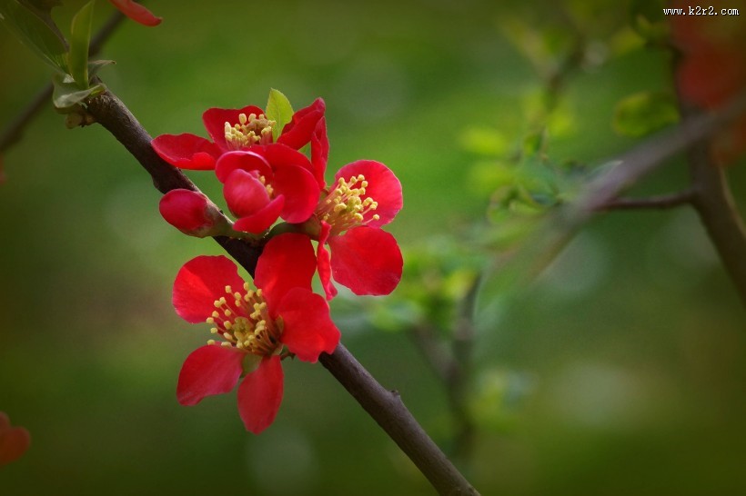 火红的贴梗海棠图片大全