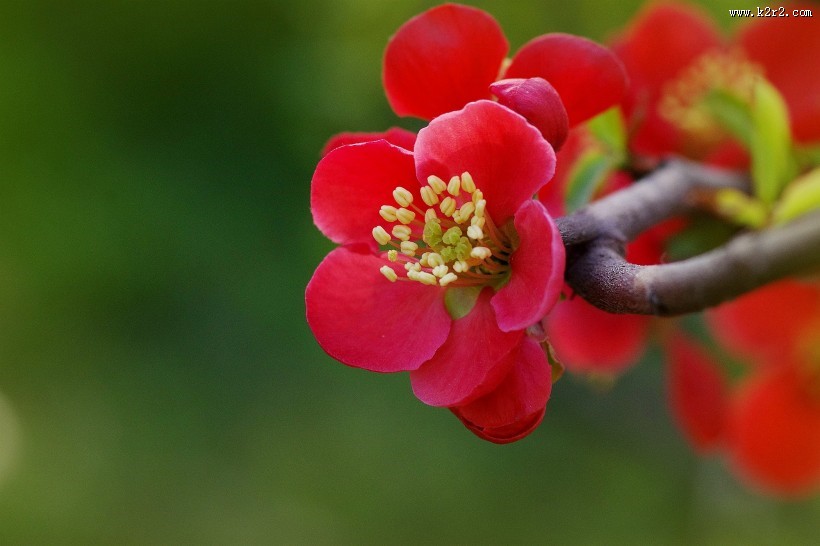 火红的贴梗海棠图片大全