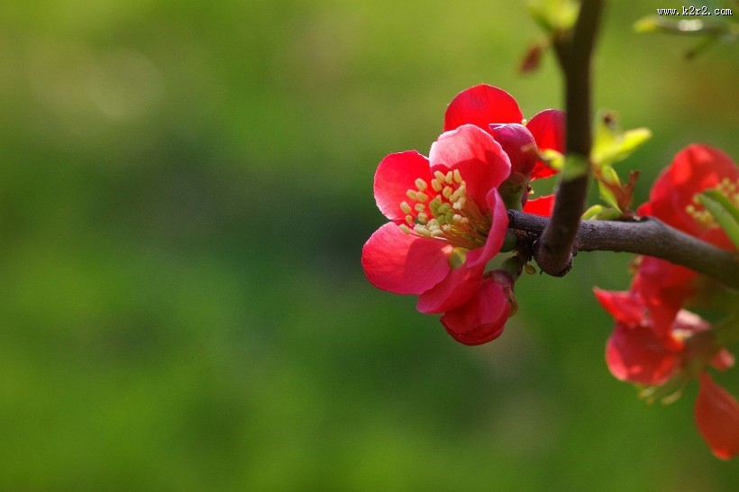 火红的贴梗海棠图片大全