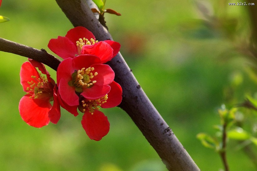 火红的贴梗海棠图片大全