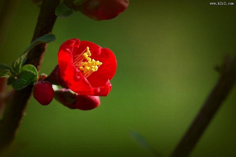 火红的贴梗海棠图片大全