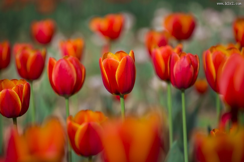 艳丽的郁金香图片