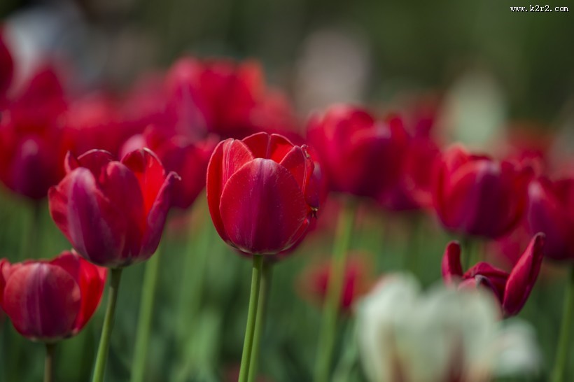 艳丽的郁金香图片