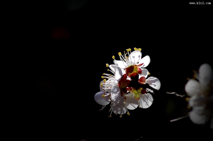 杏花图片大全