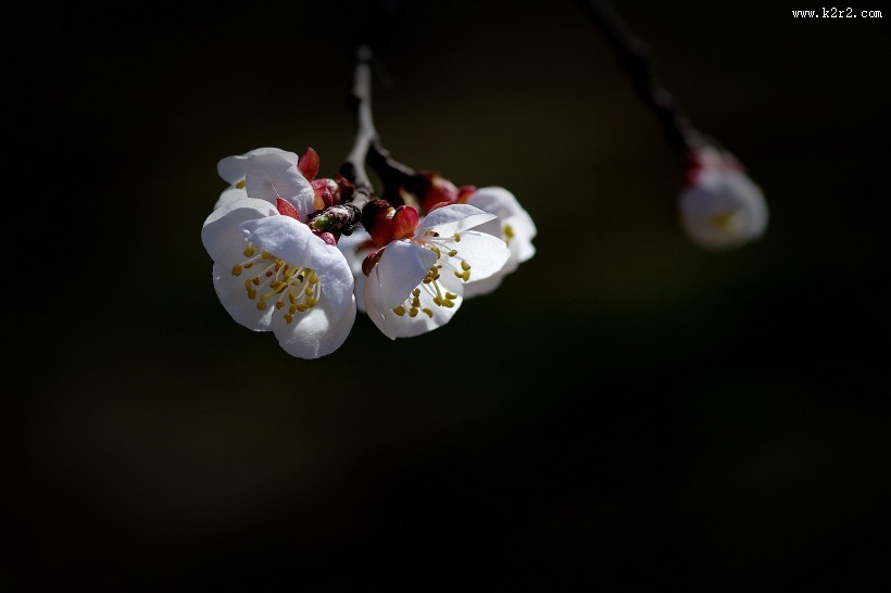 杏花图片大全