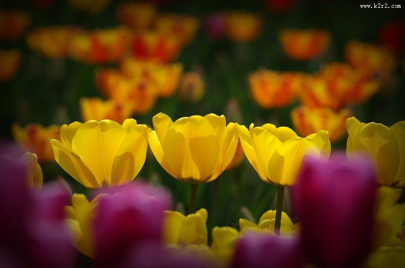 多姿多彩的郁金香图片大全