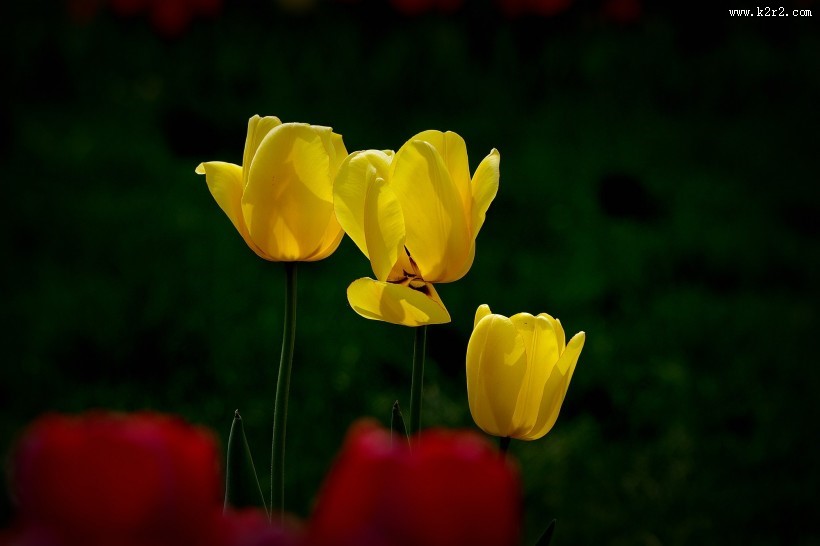 多姿多彩的郁金香图片大全