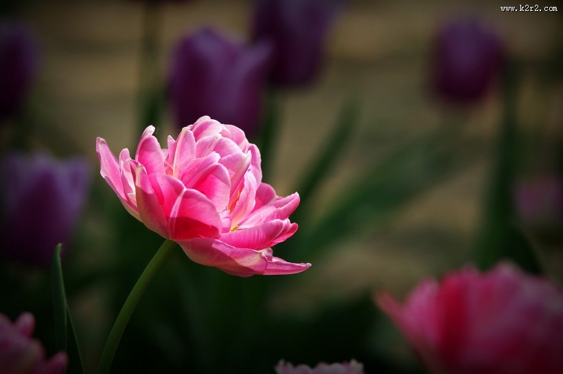 多姿多彩的郁金香图片大全