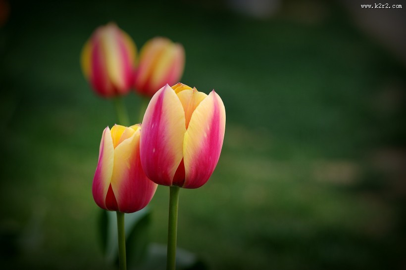 多姿多彩的郁金香图片大全