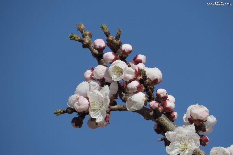春天杏花图片