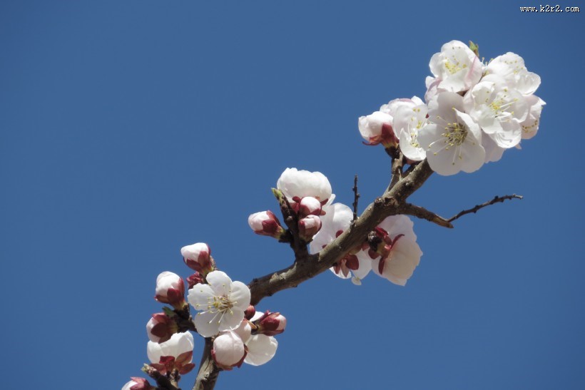 春天杏花图片