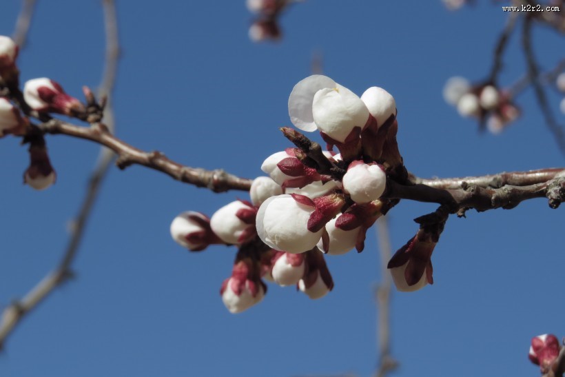 春天杏花图片