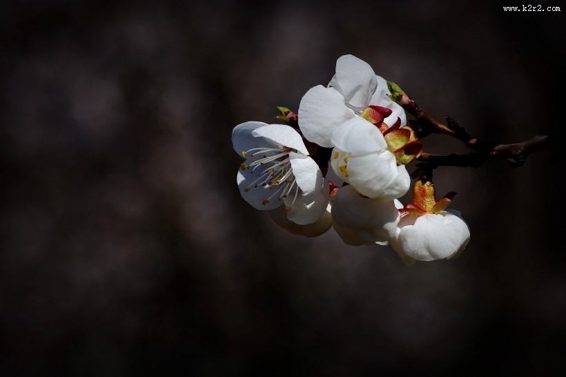杏花图片