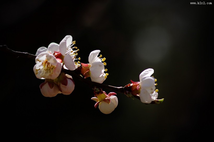 杏花图片