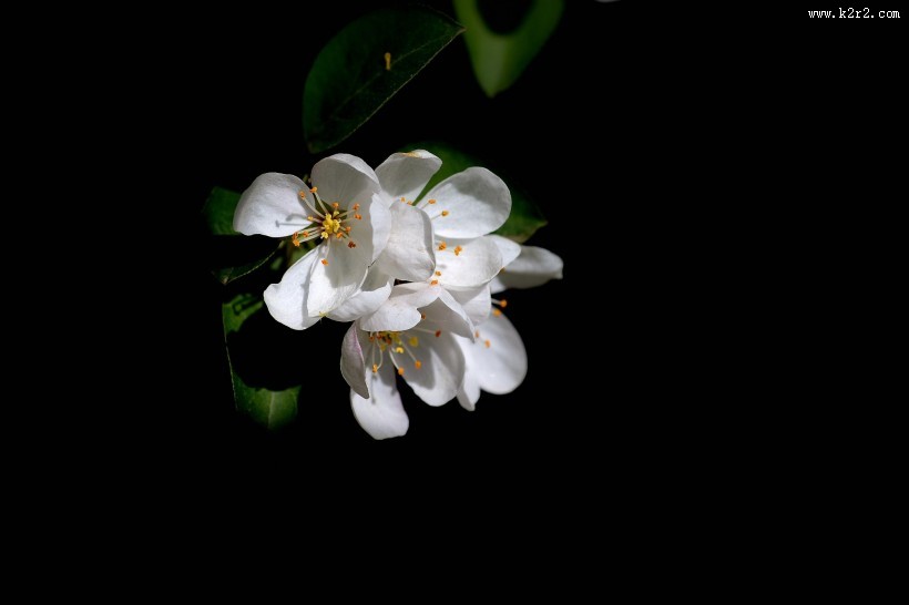 春天怒放的鲜花图片大全