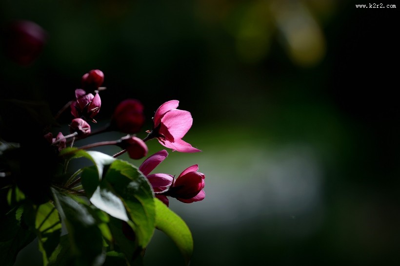 春天怒放的鲜花图片大全