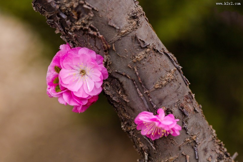 美丽的桃花图片