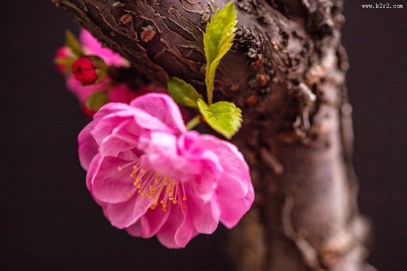 美丽的桃花图片