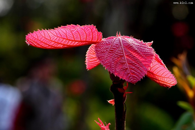 红红的山麻杆图片