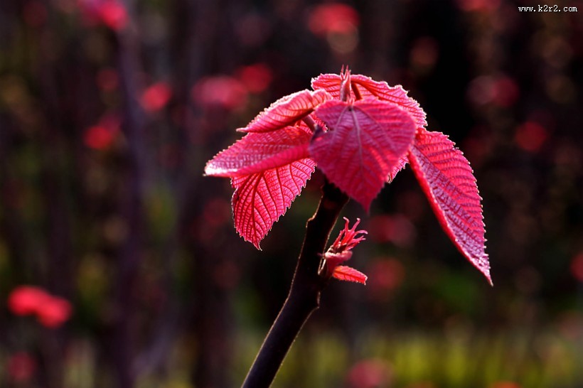 红红的山麻杆图片