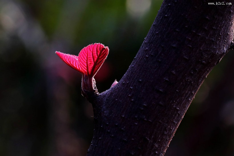 红红的山麻杆图片