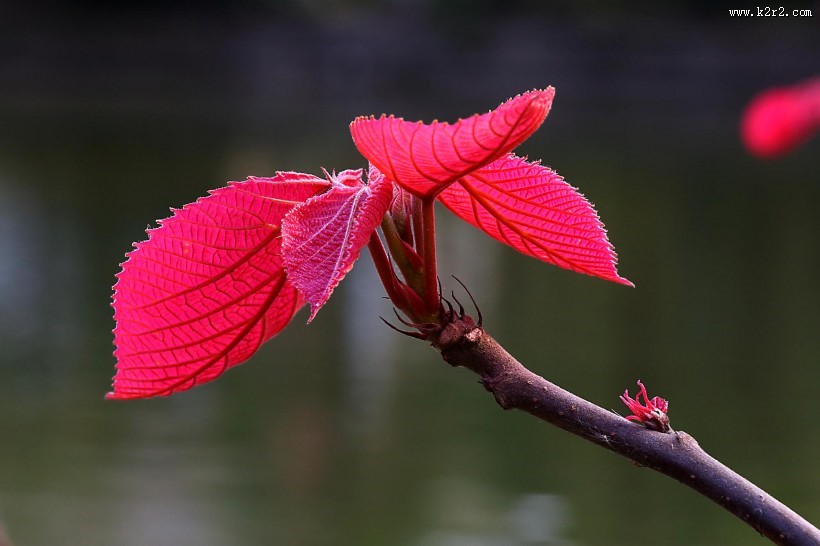 红红的山麻杆图片