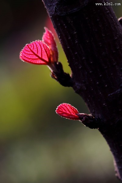 红红的山麻杆图片