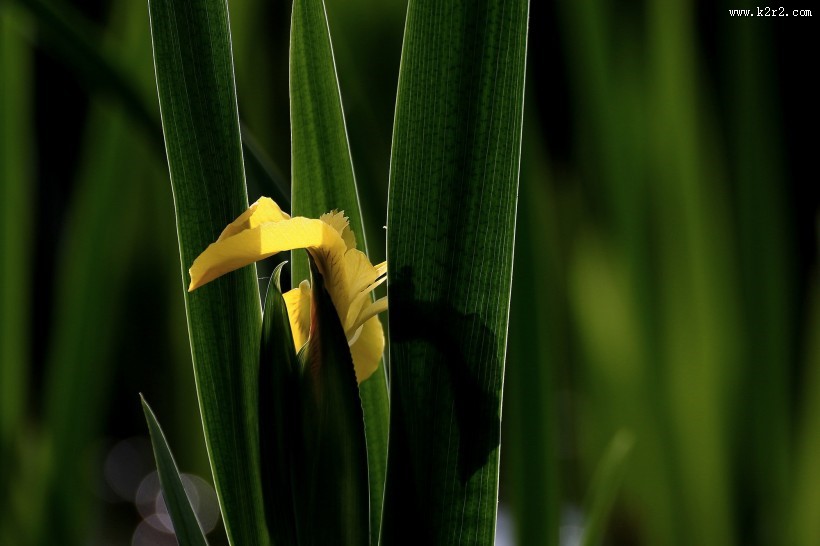 黄色鸢尾图片大全