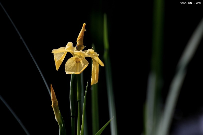 黄色鸢尾图片大全