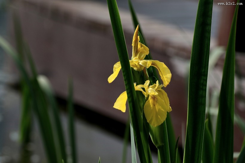 黄色鸢尾图片大全