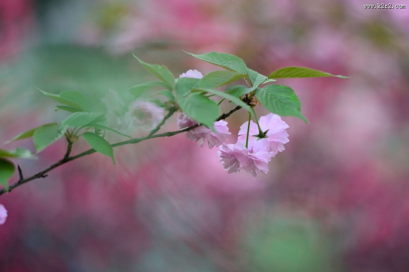 粉色的樱花图片