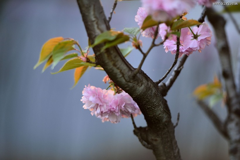 粉色的樱花图片