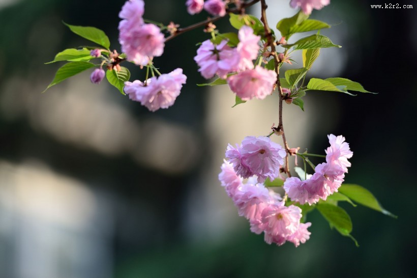 粉色的樱花图片